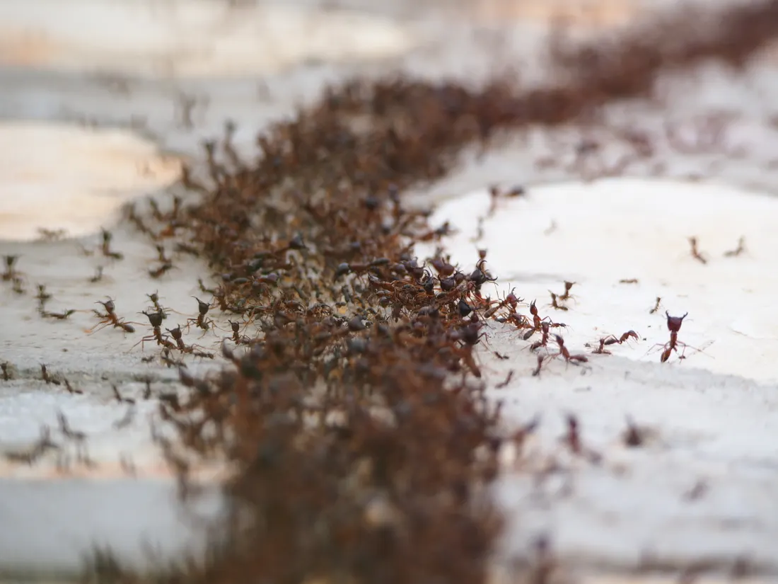 Close-up of a colony of ants outdoors