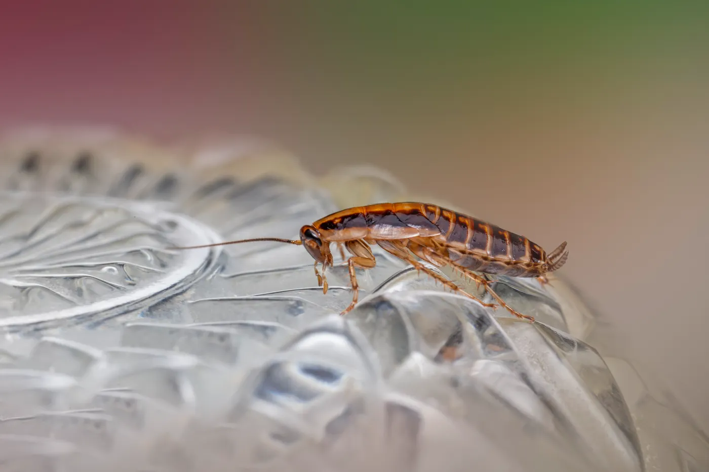 Macro photograph of a cockroach on glass